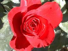 Rose_17_10-6-98th.JPG (9210 bytes)