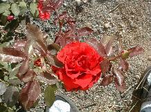 Rose_18_10-6-98th.JPG (16311 bytes)