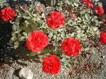 Rose_19_10-6-98th.JPG (16810 bytes)