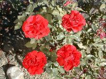 Rose_20_10-6-98th.JPG (15918 bytes)