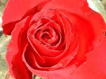Rose_21_10-6-98th.JPG (8380 bytes)