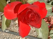 Rose_23_10-6-98th.JPG (9520 bytes)