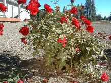 Rose_24_10-6-98th.JPG (17574 bytes)