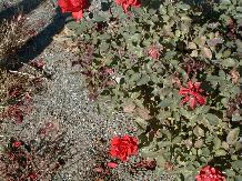 Rose_27_10-6-98th.JPG (17480 bytes)