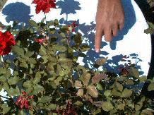 Rose with mildew isolated.