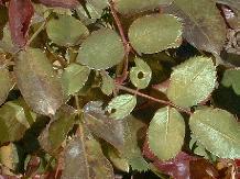 Rose_29_10-6-98th.JPG (11847 bytes)