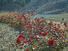 Rose_30_10-6-98th.JPG (16291 bytes)