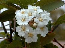 CULTIVARS AND VARIETIES Of the bumalda spireas, �Anthony Waterer� is the best known variety. It grows to a height of only 3 feet and has reddish-pink flowers held in little umbrellas on the tips of the branches. The foliage is maroon-tinged. �Coccinea� is like �Anthony Waterer�, but grows to 2 feet and has brighter flowers. �Dolchica� grows to 2 feet and has deeply cut leaves and bright pink flowers and purplish new growth. �Goldflame� has foliage that turns from green-gold to yellow to bronzy-orange in the fall. The flowers are crimson. �Goldmound� is a compact, 1- to 3-foot shrub with yellow to chartreuse foliage and pink flowers. Some varieties of Japanese spirea are: �Alpina,� also called daphne spirea, is a very low (to 1 foot) mound with pink flowers and foliage that turns red and orange in fall. �Fortunei� is unusually tall (to 5 feet) with pink flowers. �Little Princess� resembles �Alpina� but is larger. �Magic Carpet� grows to 2 feet tall and has reddish bronze new growth and chartreuse to yellow older foliage. The flowers are pink. Neon Flash� grows to 4 feet tall and 5 feet wide. The foliage is purplish-tinged and the flowers are bright pink. �Shirobana� is well-known for its multicolor effect. It bears clusters of white, pink and red flowers at the same time, with the color variation due to aging. It grows 2 to 3 feet tall. 