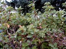 Spireas are easy to transplant. Spring or fall is the best planting time. The shrub prefers partial to full sun. Plant in full sun and open areas for best flowering. Spireas are tolerant of many soils except those that are extremely wet. The plant also likes mulch and summer watering. After flowering has finished, prune the mostly spring-blooming, bridal wreath spireas. Thin old and weak canes to the ground annually. Prune the summer-blooming, shrubby spireas in winter or early spring. They generally need less severe pruning than bridal wreath spireas. After flowers fade, remove them and a second flush of growth is stimulated, which will result in additional flowers.