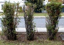 Spireas are among the easiest flowering shrubs to grow. There are two distinct kinds of spireas: the bridal wreath type, with clusters of white flowers on arching branches in spring; and the shrubby, much lower-growing type, which has pink, red or white flowers clustered at the end of upright branches in summer to fall.