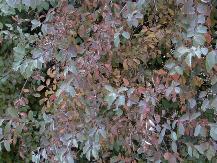 Flower Characteristics: Fragrant, Old fashioned/heritage, Showy.&nbsp; Flower Color: Creams, Pinks, Purples, Whites. Foliage Characteristics: Deciduous, Evergreen, Semi-evergreen.&nbsp; Foliage Color: Blue-green to gold, Dark green, Green, Yellow-green to gold. Plant Category: Shrubs.&nbsp; Plant Characteristics: Low maintenance, Round, Vase-shaped, Weeping.  Tolerant Of: Deer, Drought, Heat and humidity, Pollution, Rabbits, Seashore, Slope, Wind.