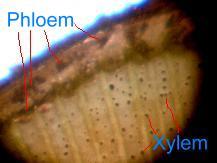 Larger Pholem and Xylem with BioVam Treated Plants.