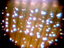 Pholem and Xylem shown with light below cuttings.