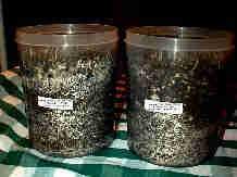 Wheat_11-26-98_03th.JPG (4523 bytes)