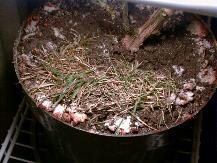 Grass on top of soil housing our Pepper plant.