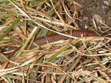 Worm Resident in the Green Pepper pot.