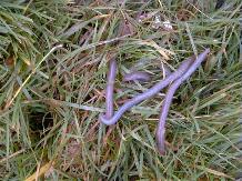 Worms_11-20-98_01th.JPG (15131 bytes)