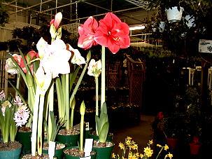 Amaryllis plant.