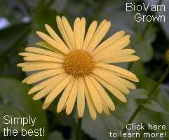 BioVam grows more robust flowers!