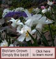 BioVam Grown flowers, greater vigor and vitality.