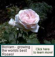 Fast becoming the Rose growers choice!