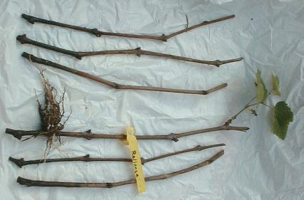 grape_ctl_9-18-98 01.JPG (21006 bytes)