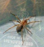 Female Hobo Spider with pattern on back. Click to enlarge.