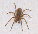 Male Hobo Spider with pattern on back. Click picture to enlarge.