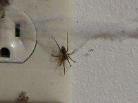 Young male Hobo on inside web.