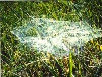Typical outside Hobo web.