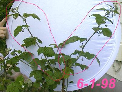 BioVam treated Raspberry plants put on 15" cane growth in cold, rainy weather.