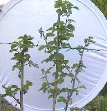 Untreated Raspberry control plants are way behind in their development in the same cold weather.