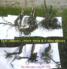Raspberry roots get larger when BioVam is applied.