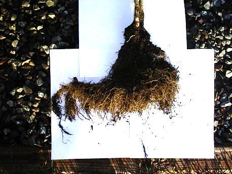 Significant root growth on raspberry plants is due to the live organisms in BioVam making available soil nutrients.