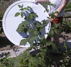 BioVam treated Raspberries have larger, greener leaves and significant above ground growth.