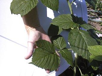 Raspberry leaves can approach the size of a human hand when treated with BioVam.