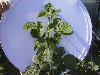 BioVam treated Raspberry plants have a lot more chlorophyl in their leaves.