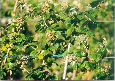 BioVam treated Raspberries have 16-19 brix and are still sweet on Icecream.