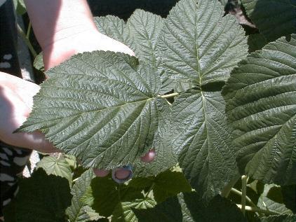Raspberry Plant new shoots exhibit very large dark green leaves when treated with BioVam.