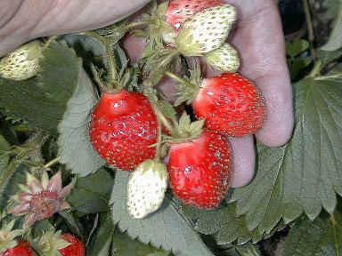 strawberry_1.JPG (32832 bytes)