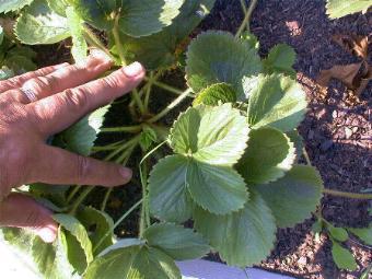 Strawberry 2.JPG (23520 bytes)