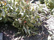 tomato_9-12-98_01th.JPG (17270 bytes)