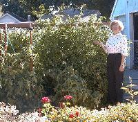 tomato_9-27-98_01th.JPG (15413 bytes)
